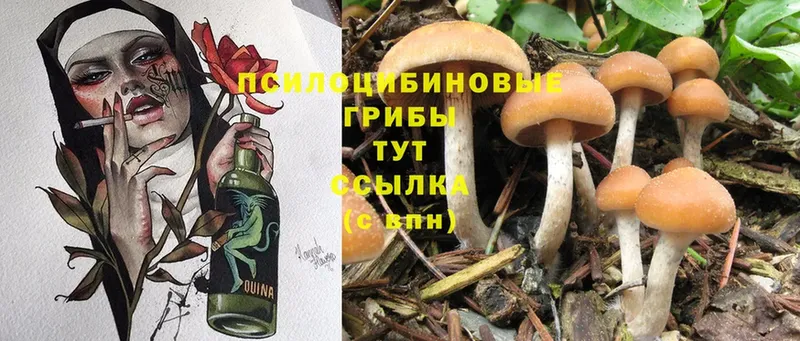 где найти   Курганинск  Псилоцибиновые грибы Magic Shrooms 